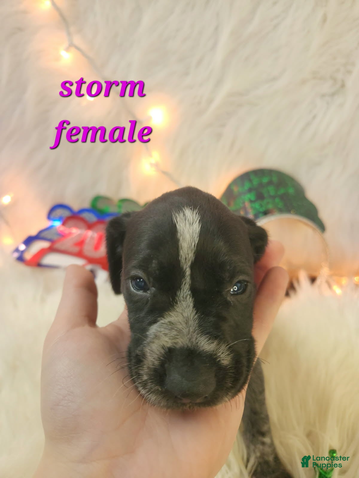 German Shorthaired Pointer dogs Storm - Ad 22