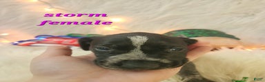 Storm