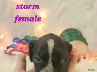 German Shorthaired Pointer dogs Storm - Ad 3