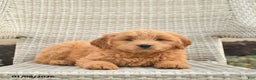 Mini Goldendoodle dogs for sale: Houston  - Ad 2