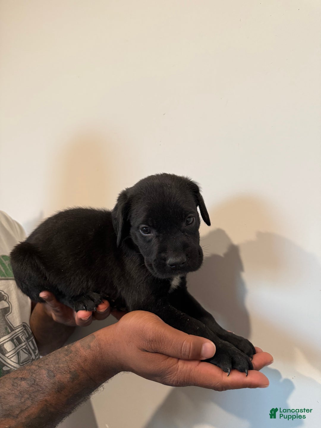 Cane Corso dogs for sale: Thor - Ad 4