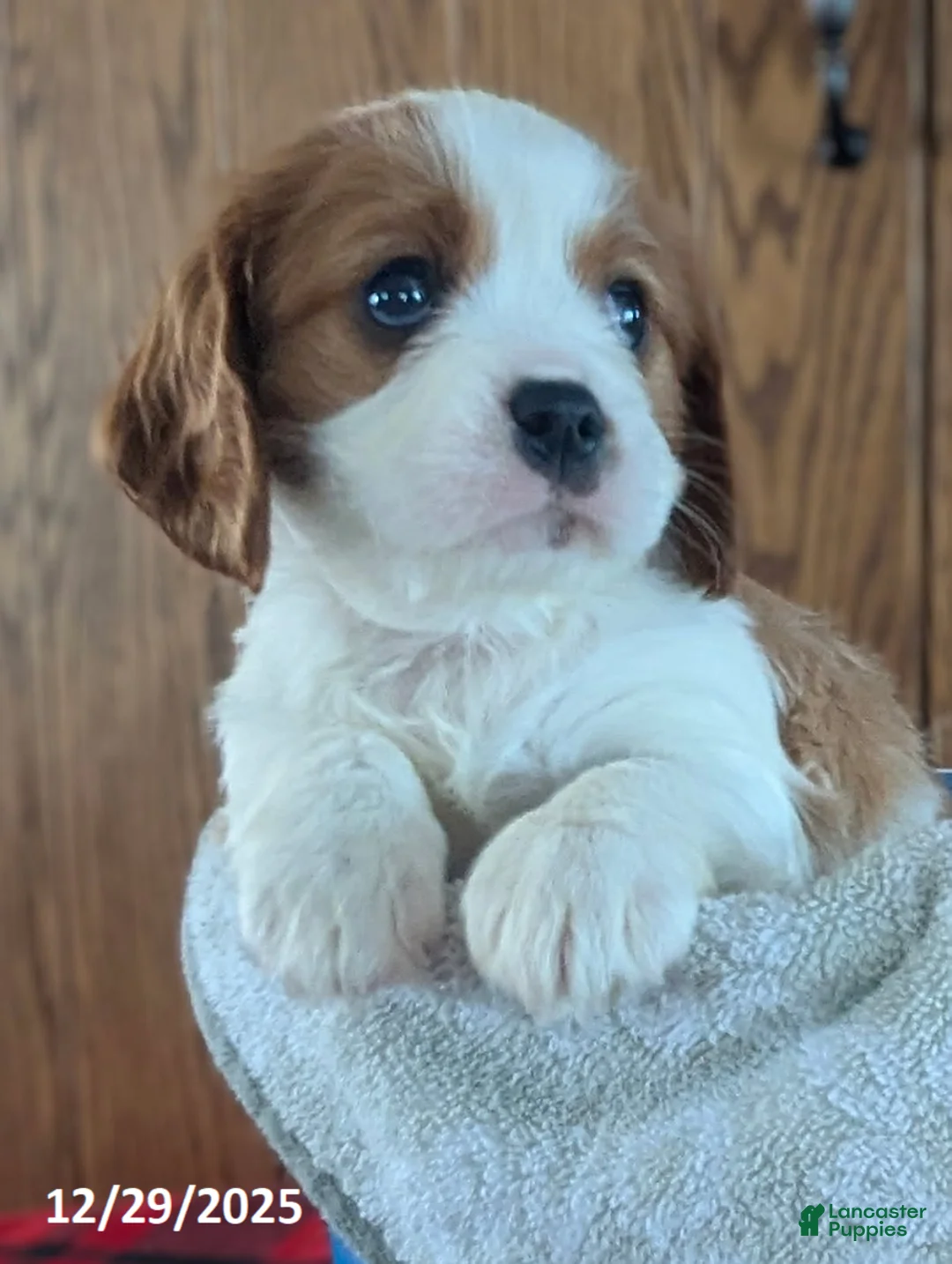 Cavalier King Charles Spaniel dogs for sale: Buster - Ad 2