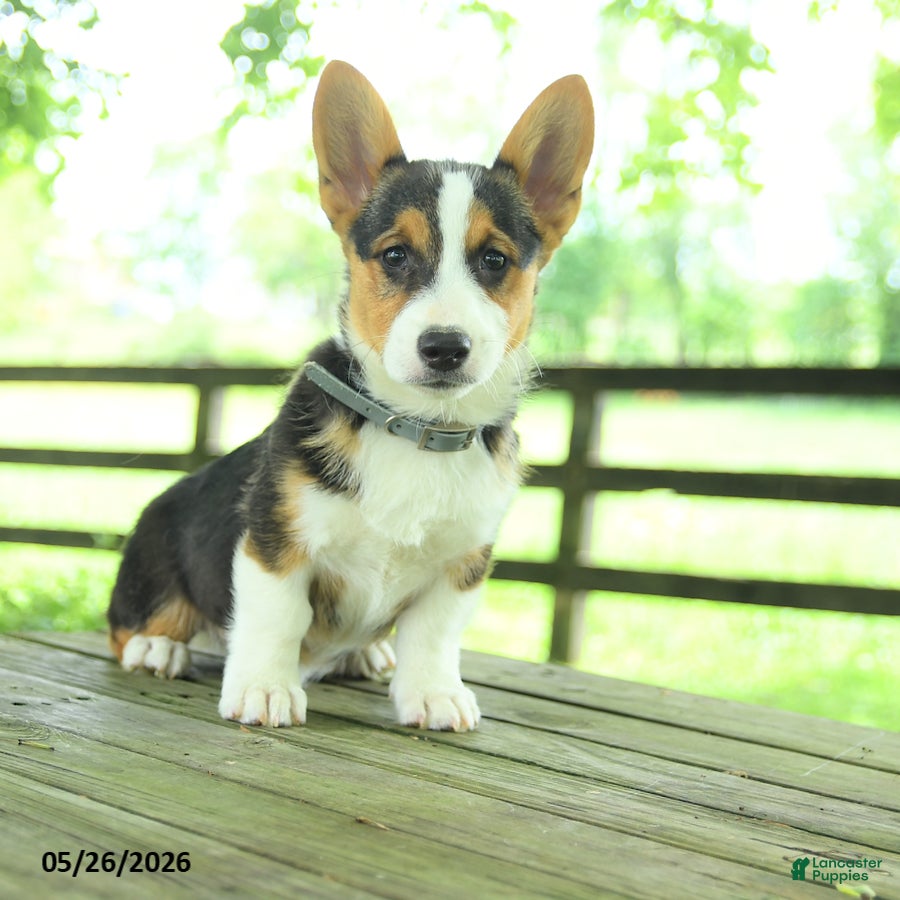 Welsh Corgi Pembroke dogs for sale: Samson - Ad 1
