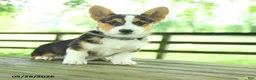 Welsh Corgi Pembroke dogs for sale: Samson - Ad 1