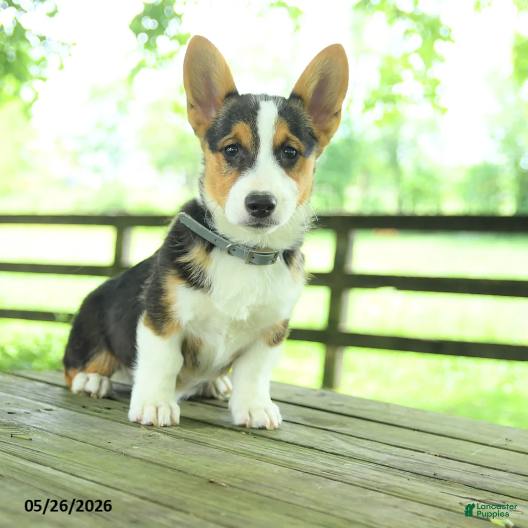 Welsh Corgi Pembroke dogs for sale: Samson - Ad 1