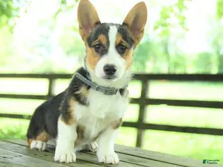 Welsh Corgi Pembroke dogs for sale: Samson - Ad 1