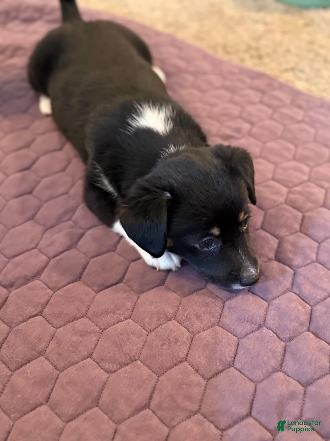 Mixed Breed dogs for sale: Mixed Breed 2 - Ad 2