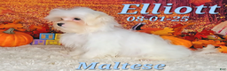 Maltese dogs for sale: Elliott - Ad 4