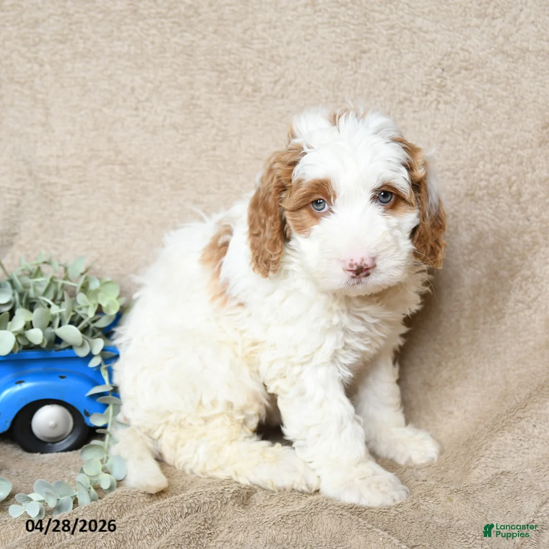 Goldendoodle dogs for sale: Nilla - Ad 1