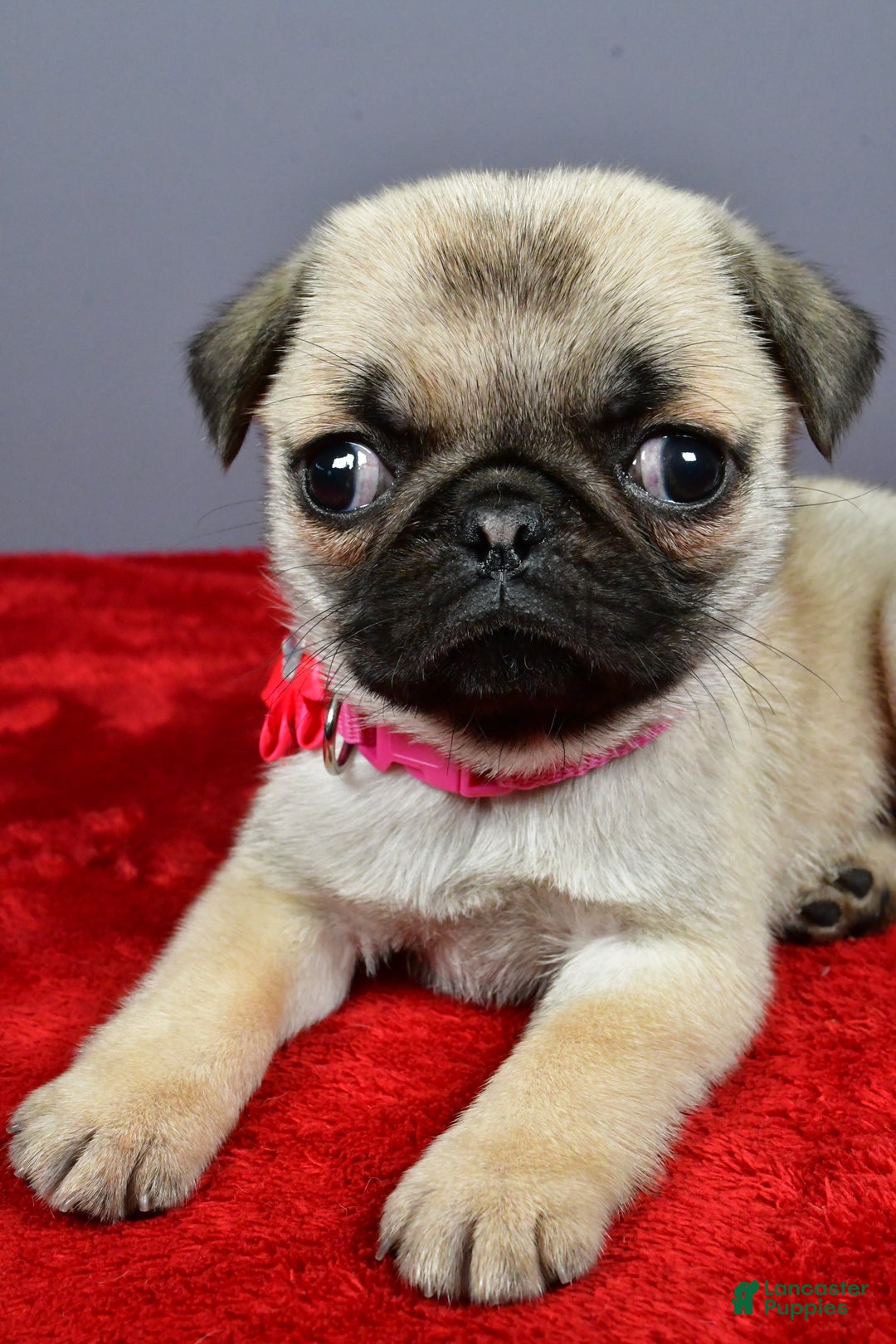 Pug dogs for sale: Tessa - Ad 5