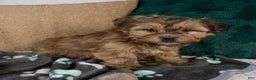 Shorkie dogs for sale: Isaac - Ad 3