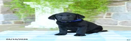 Labrador Retriever dogs for sale: Blueberry - Ad 3
