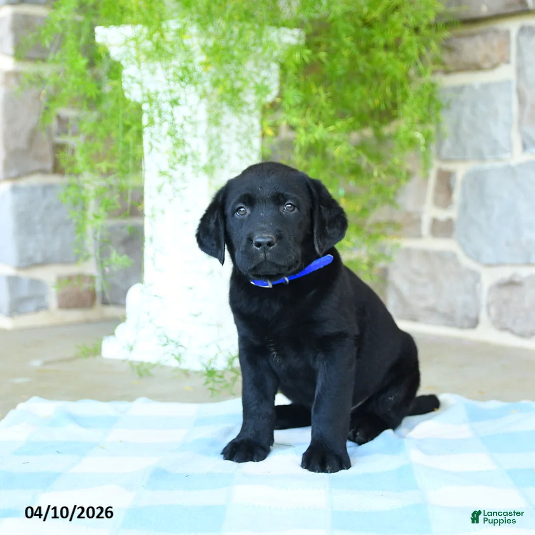 Labrador Retriever dogs for sale: Blueberry - Ad 3