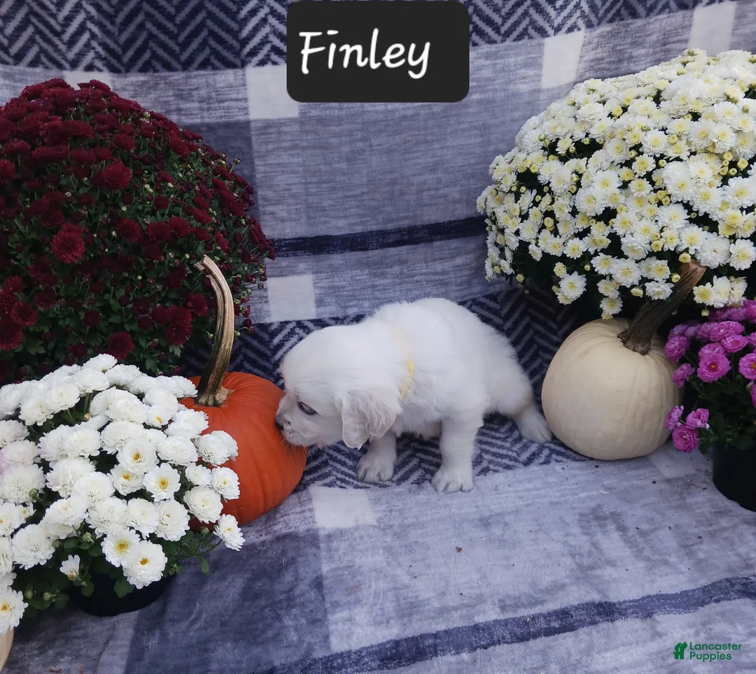 Golden Retriever dogs for sale: Finley  - Ad 2