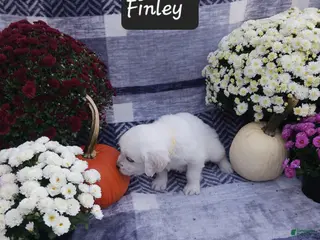 Golden Retriever dogs Finley - Ad 2