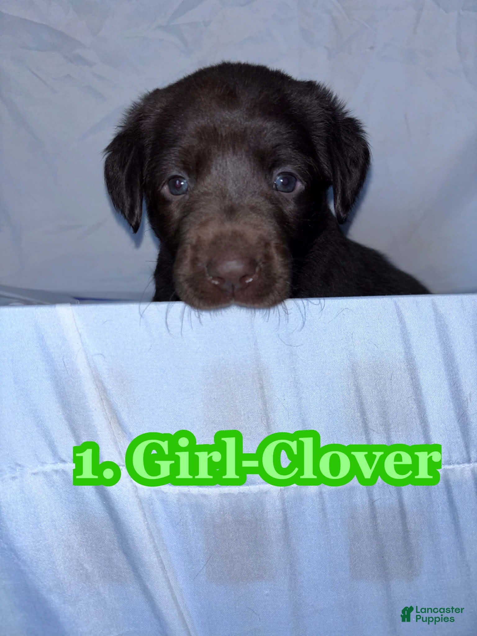 Labrador Retriever dogs Labrador Retriever Puppy 3 - Ad 19