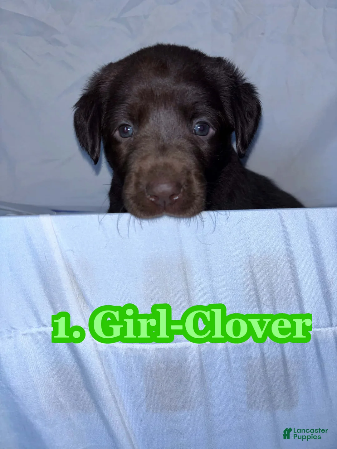 Labrador Retriever dogs for sale: Labrador Retriever Puppy 3 - Ad 1