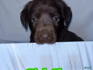 Labrador Retriever dogs Labrador Retriever Puppy 3 - Ad 19