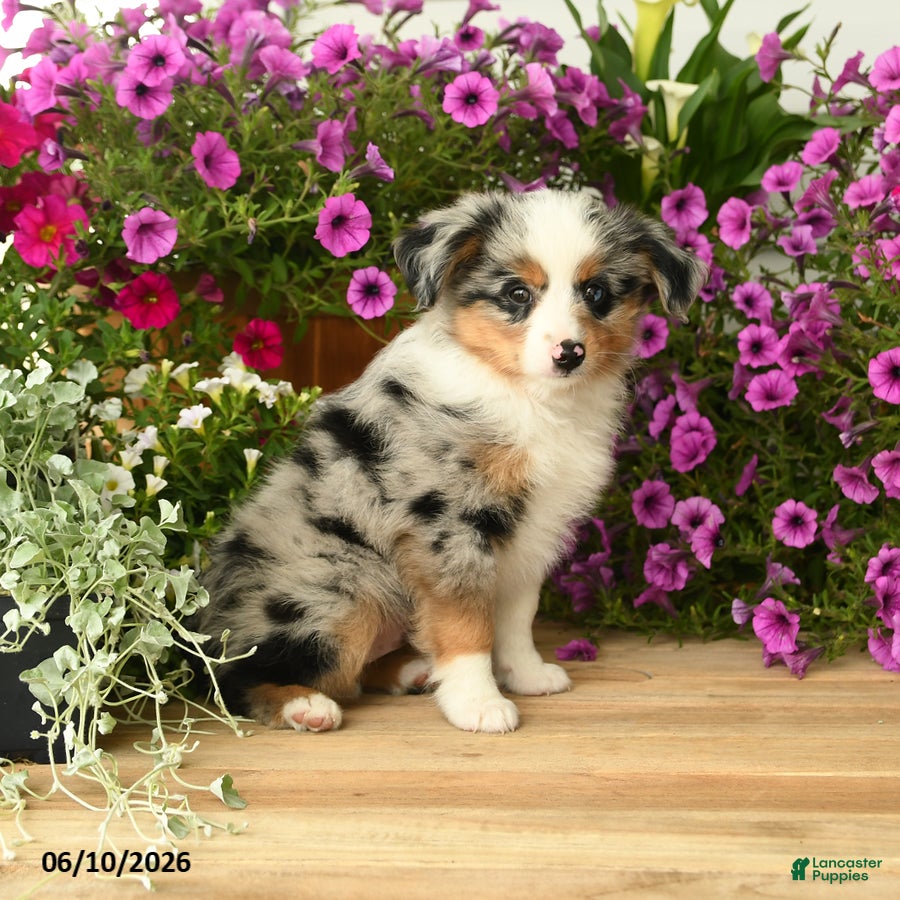 Toy Australian Shepherd dogs Asher - Ad 2