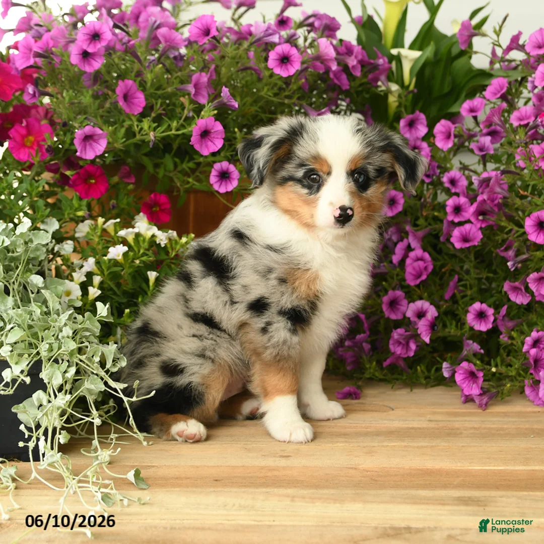 Toy Australian Shepherd dogs for sale: Asher - Ad 2