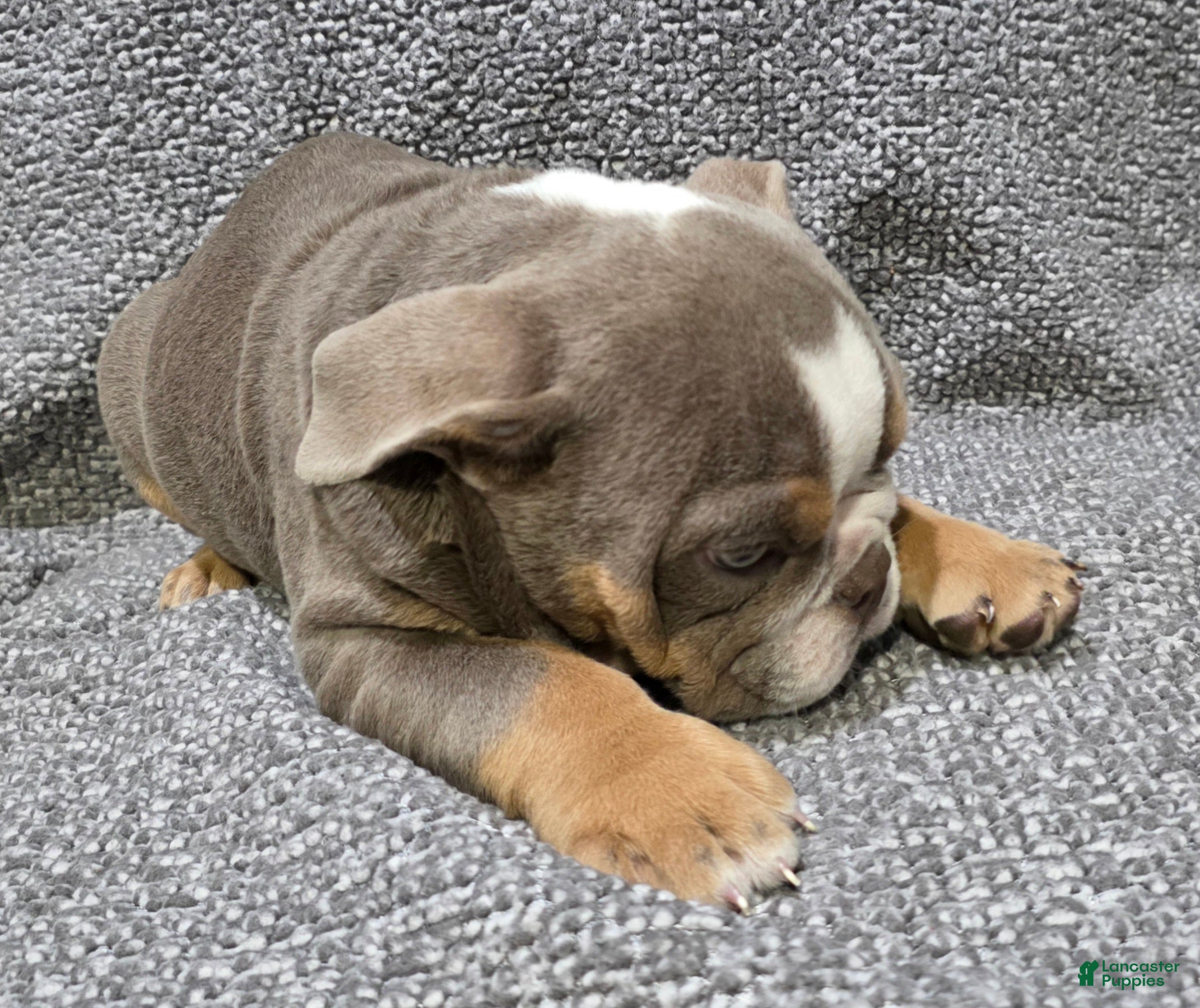 English Bulldog dogs Clarence - Ad 2