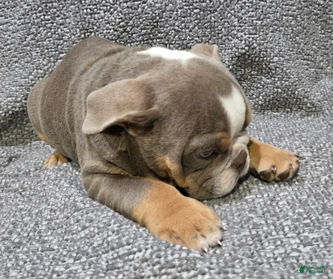 English Bulldog dogs for sale: Clarence - Ad 2