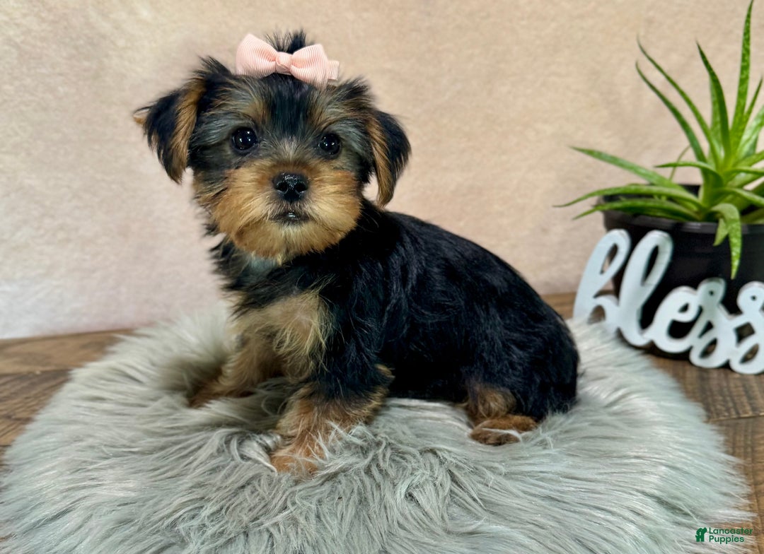 Yorkshire Terrier dogs for sale: Hallie - Ad 14