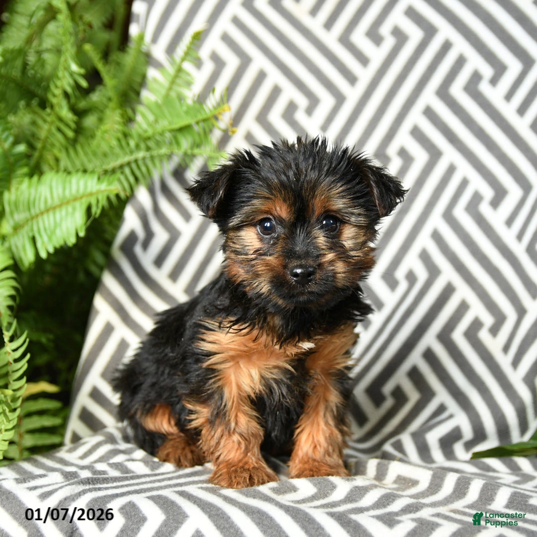 Yorkshire Terrier dogs for sale: Kermit - Ad 3