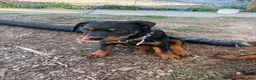 Rottweiler dogs for sale: Rottweiler 5 - Ad 3