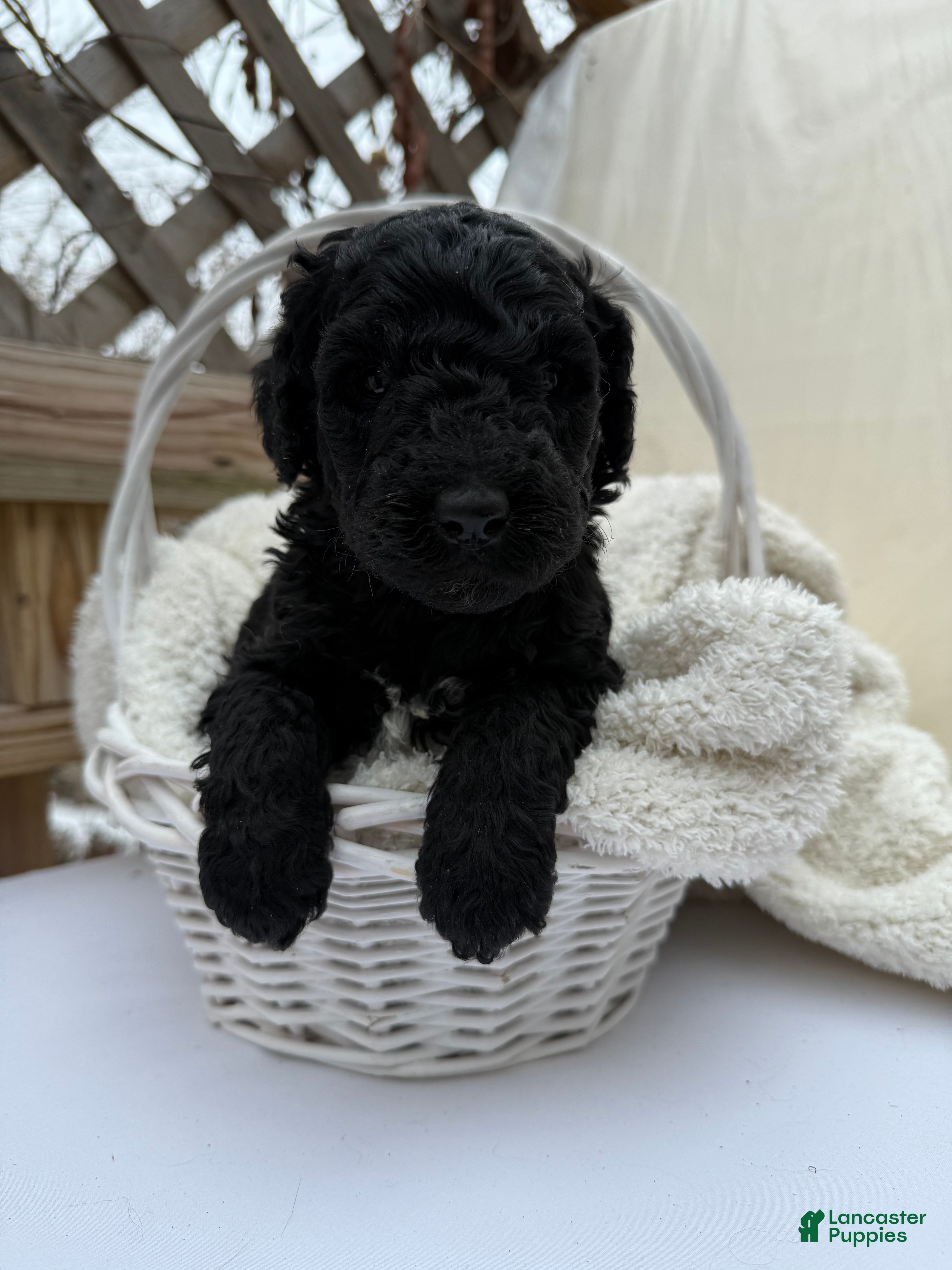 Goldendoodle dogs Coal - Ad 4