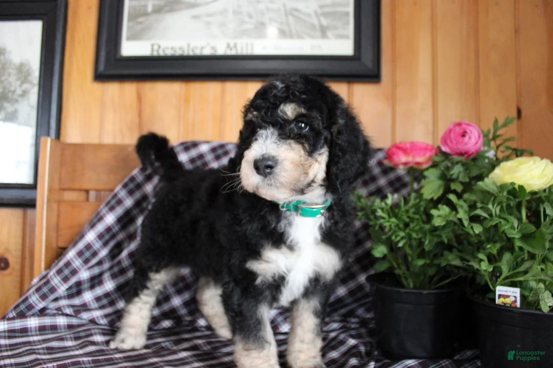 Bernedoodle dogs for sale: Carson - Ad 2