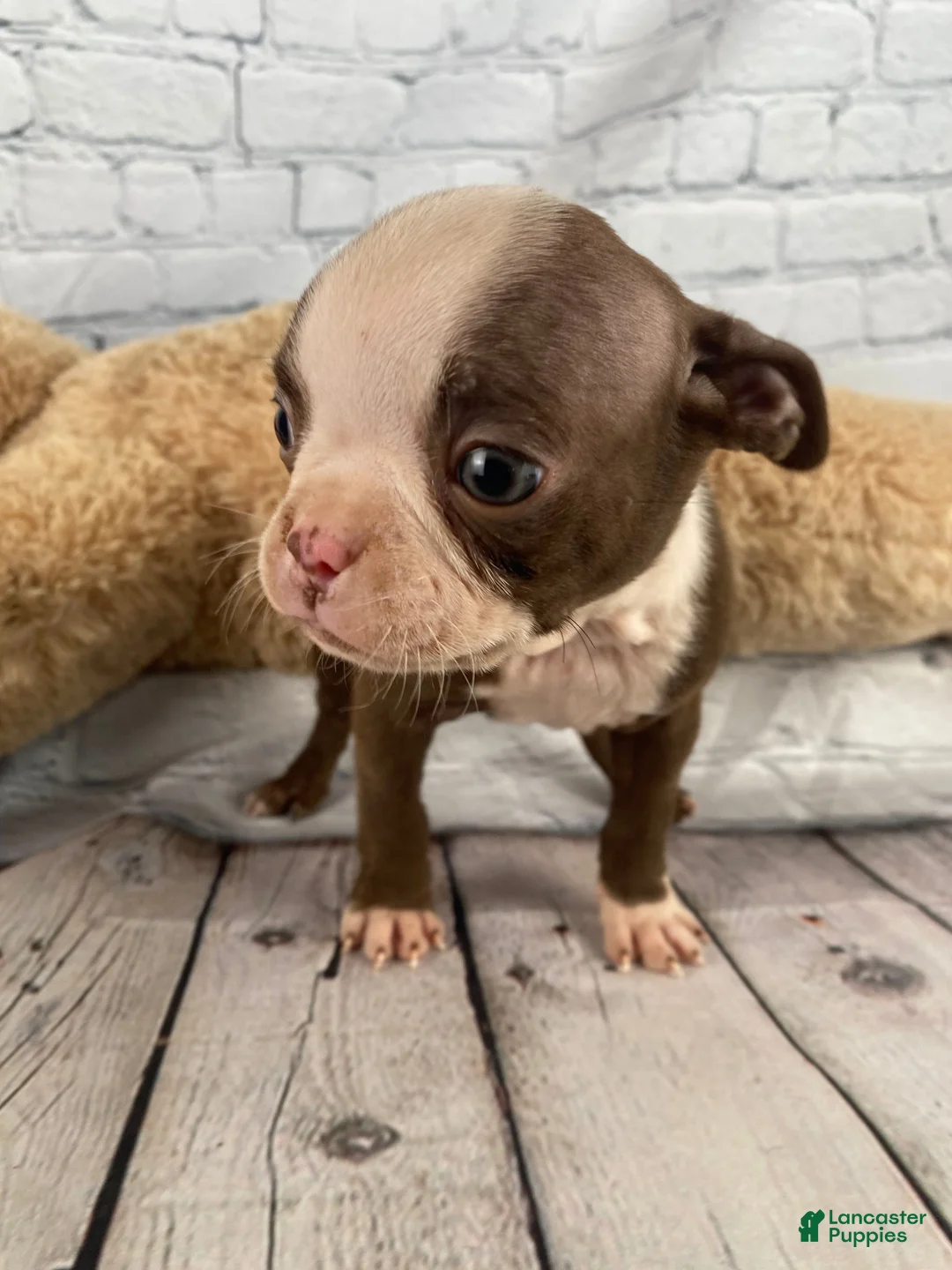 Boston Terrier dogs for sale: Chloe - Ad 9