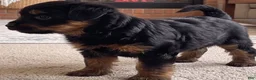 Yorkshire Terrier dogs for sale: Angel - Ad 7