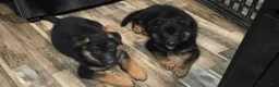 German Shepherd dogs for sale: Bluey - Ad 1