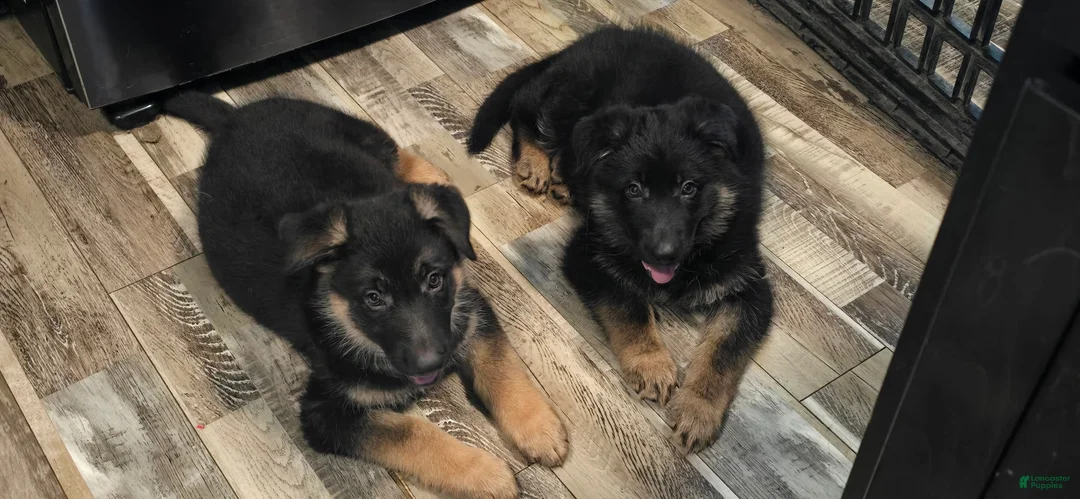 German Shepherd dogs for sale: Bluey - Ad 1