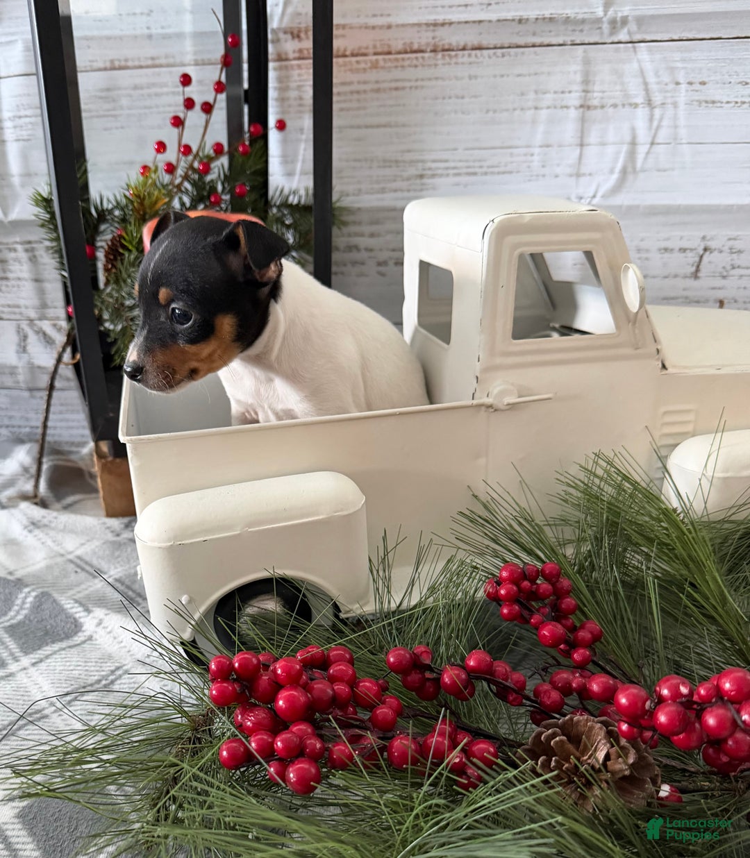 Toy Fox Terrier dogs for sale: Tuna - Ad 4