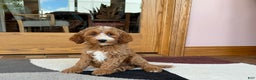 Cockapoo dogs for sale: Dolly - Ad 2