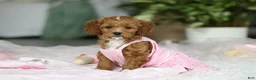Cavapoo dogs for sale: Princess - Ad 12