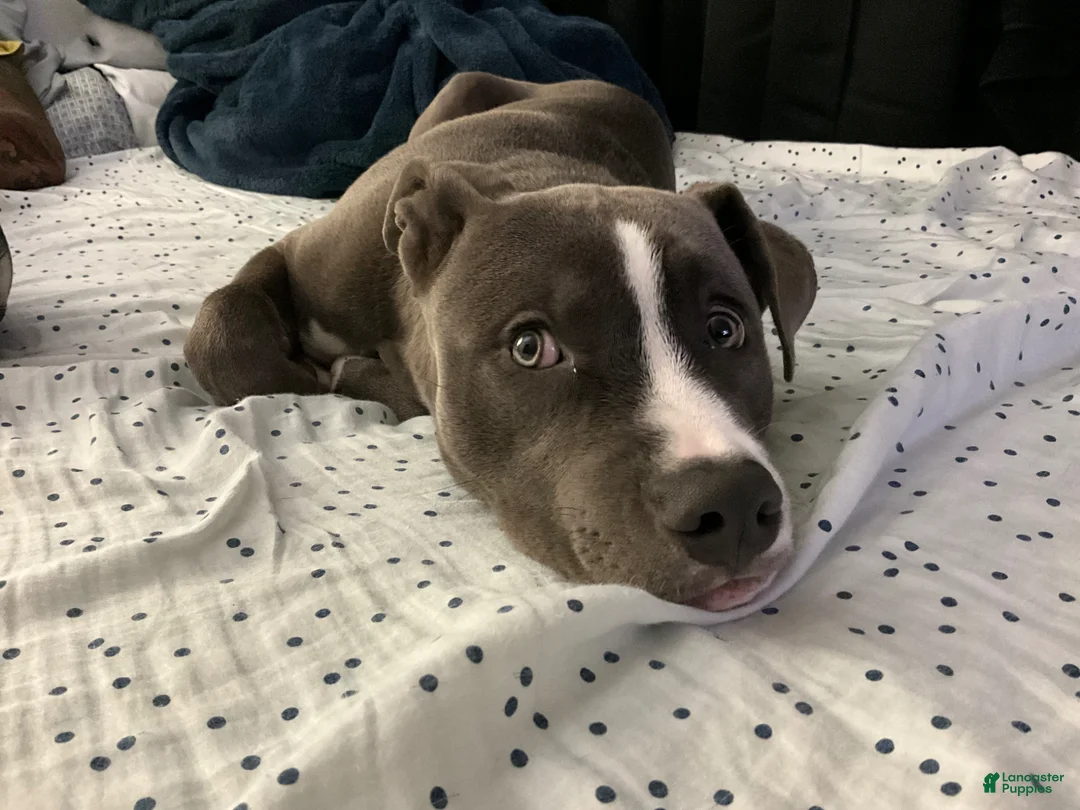 American Staffordshire Terrier dogs for sale: American Staffordshire Terrier Puppy 1 - Ad 6