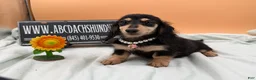 Miniature Dachshund dogs for sale: Carrie’s chocolate  will be 6 lbs- Sale - Ad 3