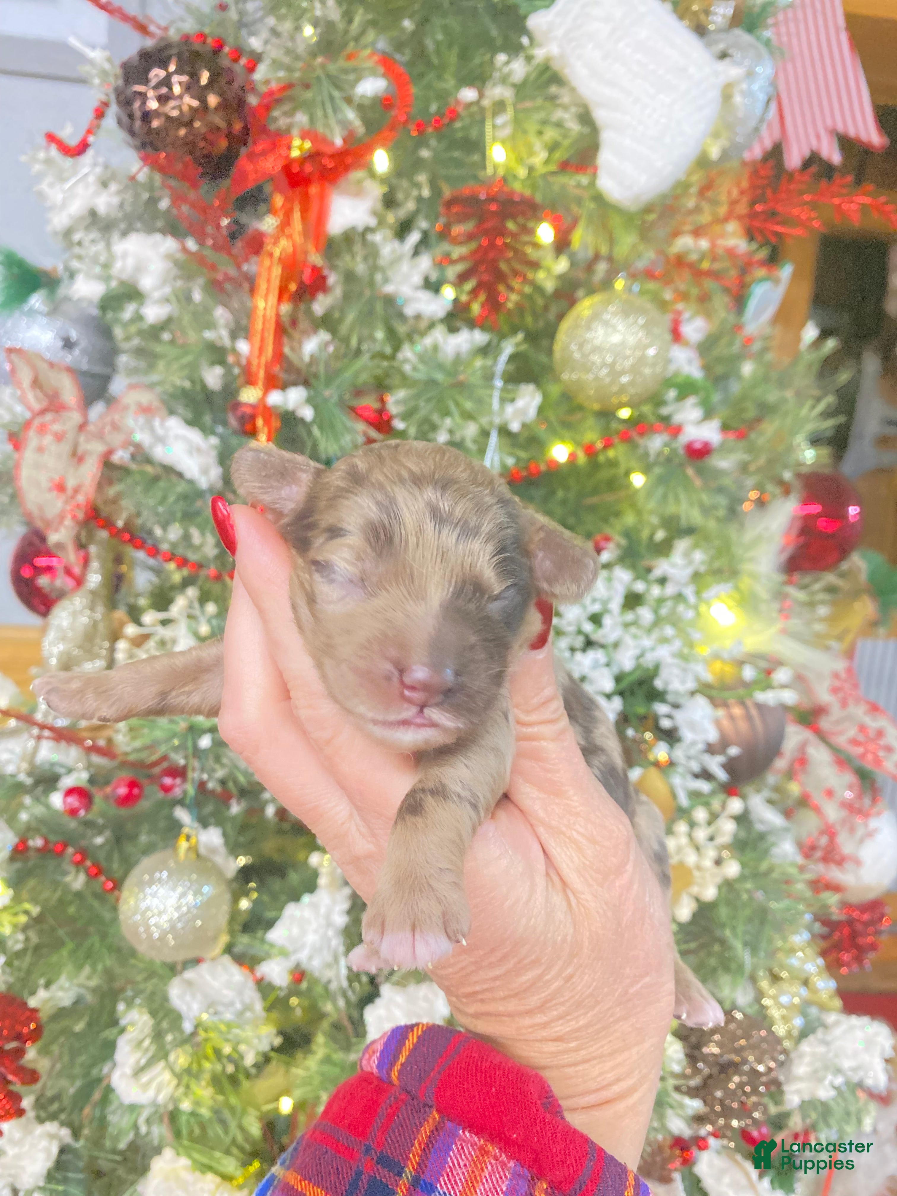 Cockapoo dogs Cockapoo Puppy 5 - Ad 7