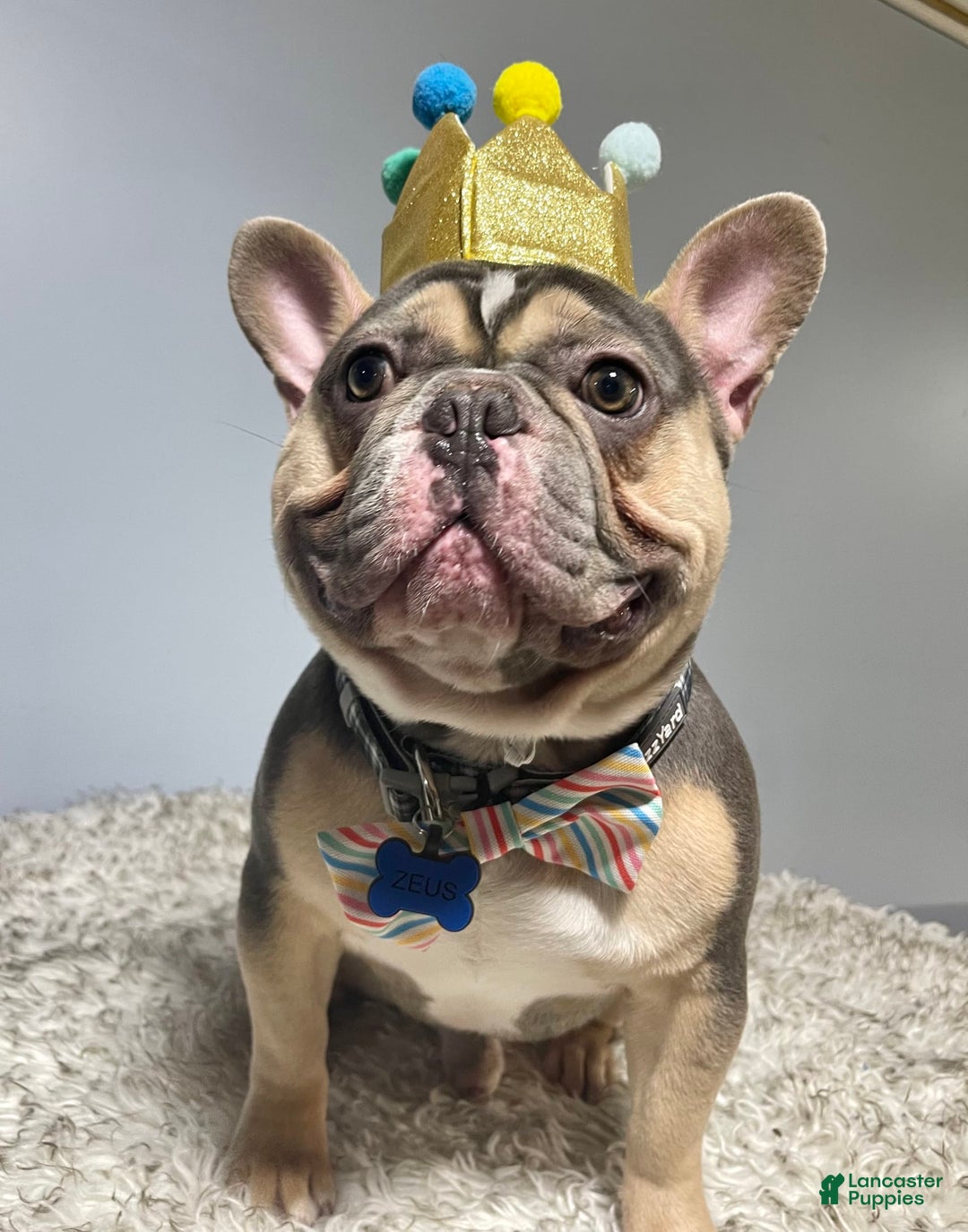 Gallery Image {{count}}