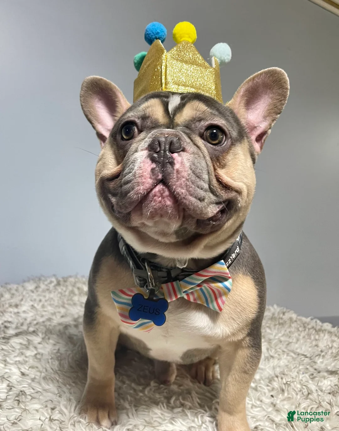 Gallery Image {{count}}