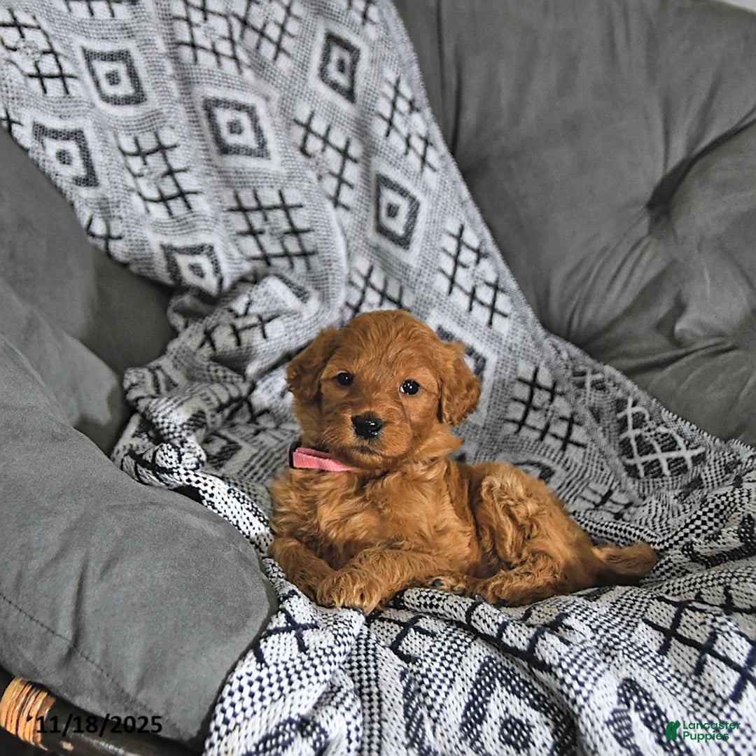 Mini Goldendoodle dogs for sale: Noelle - Ad 4