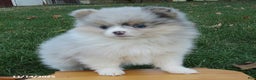 Pomeranian dogs for sale: Confetti - Ad 2