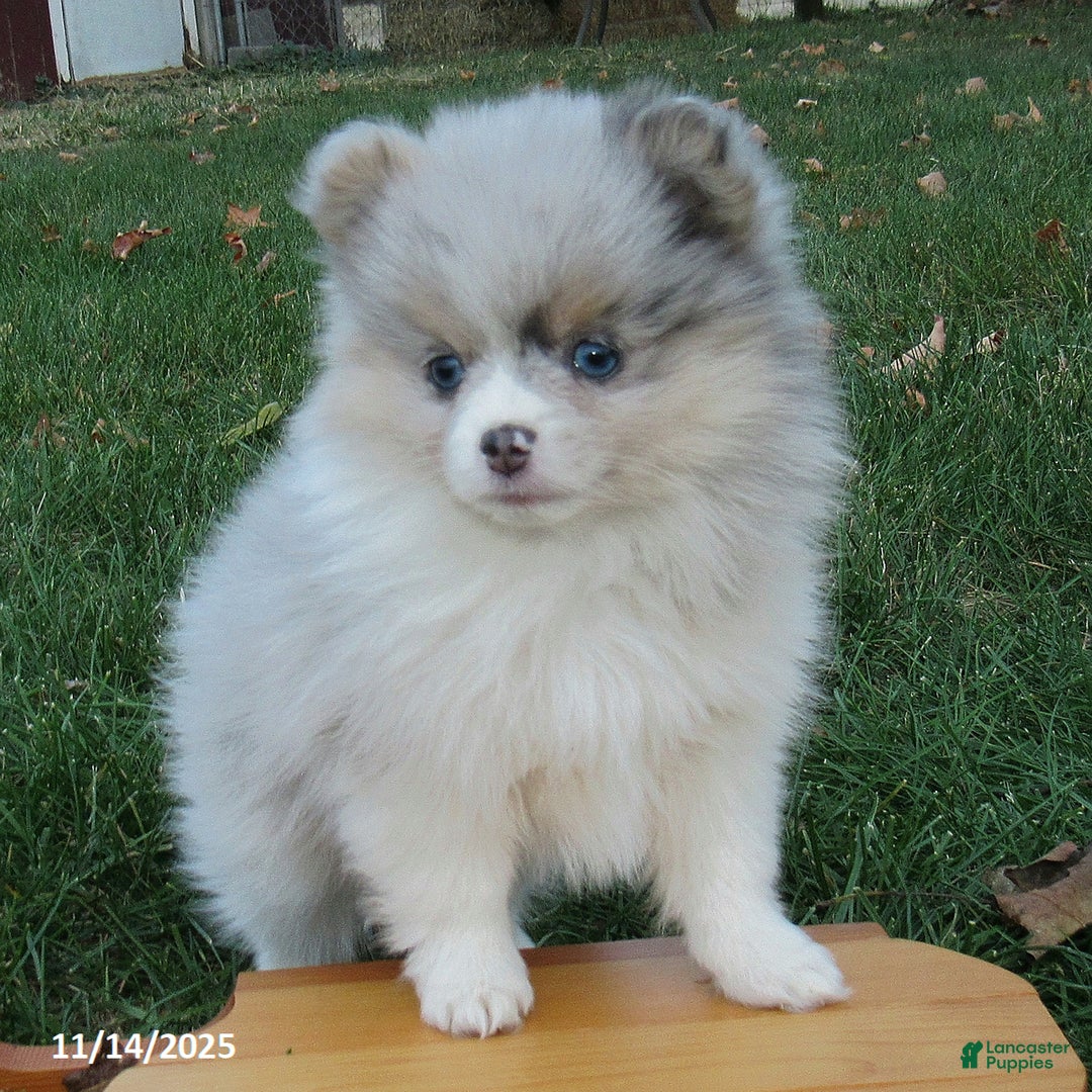 Pomeranian dogs for sale: Confetti - Ad 2
