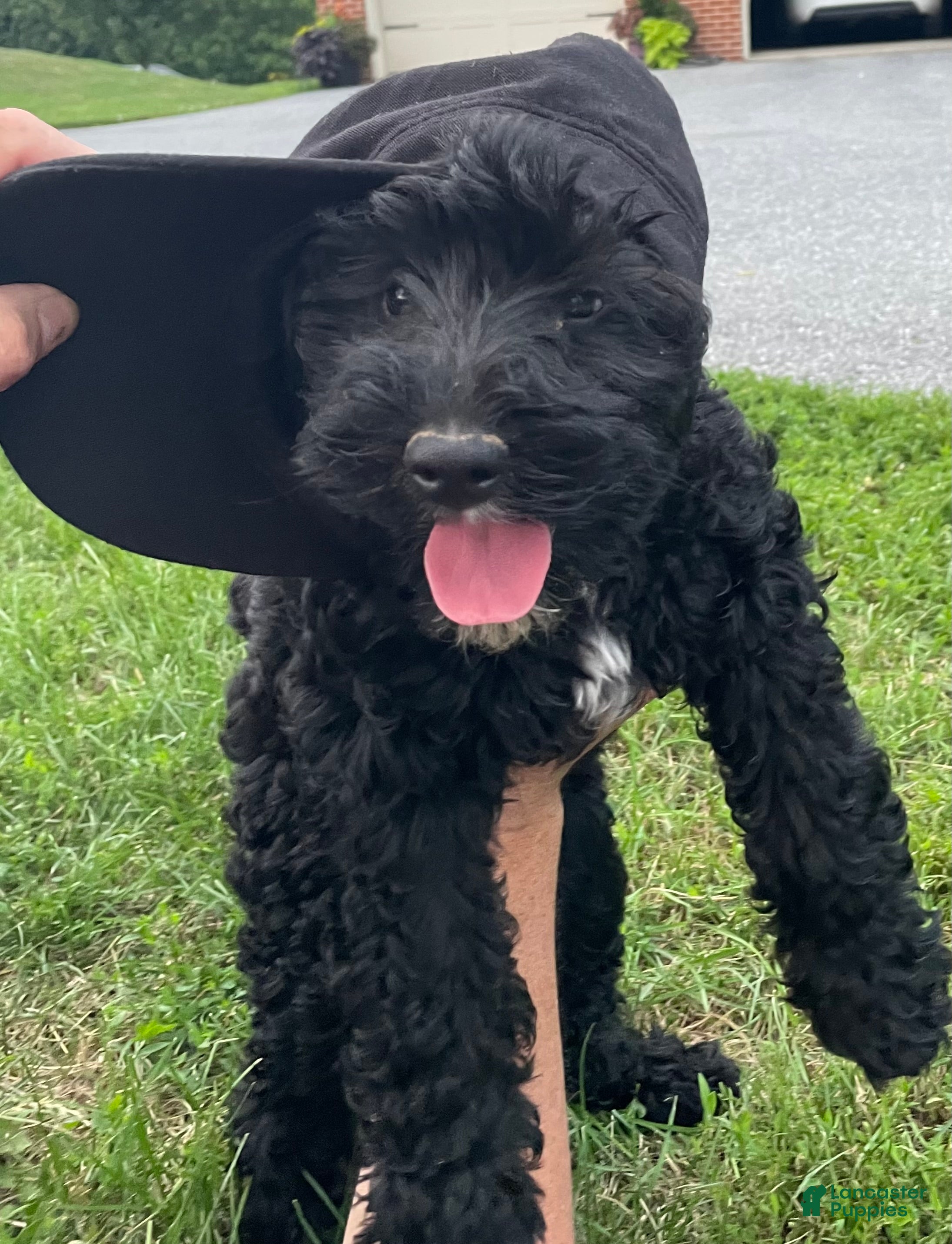 Miniature Poodle dogs Connie - Ad 1