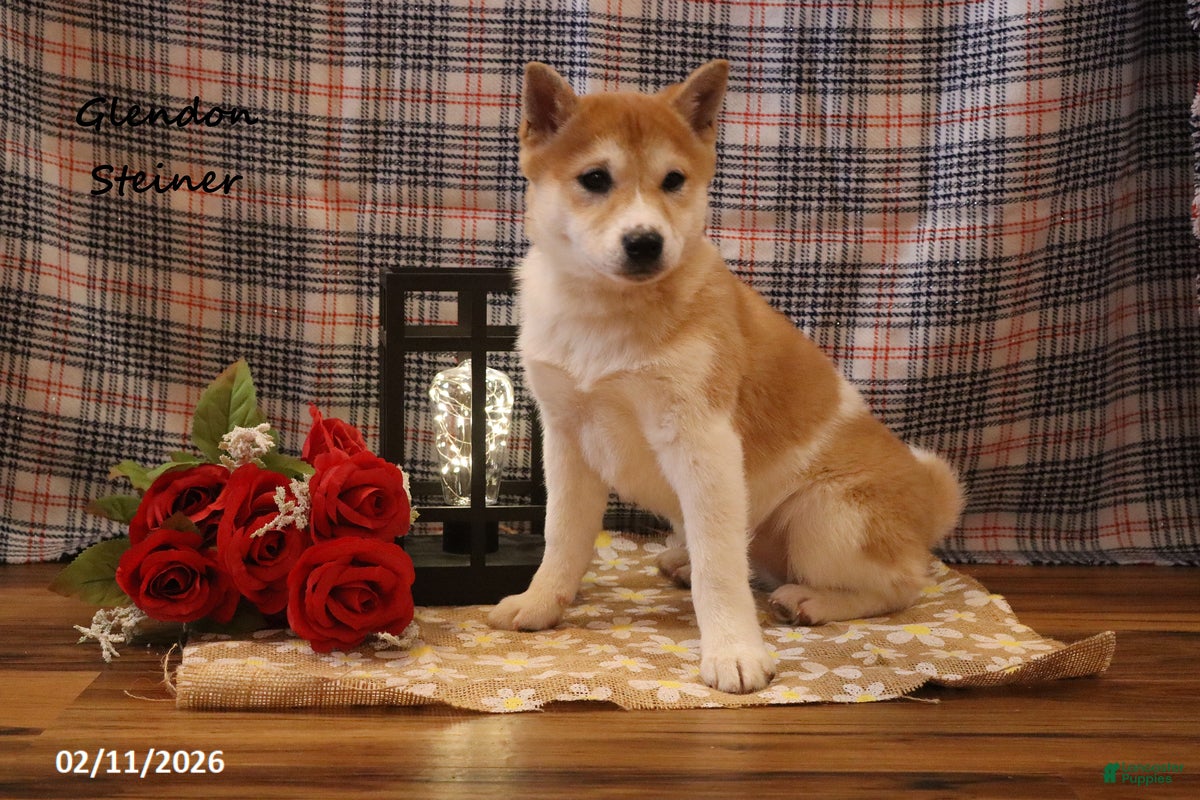 Shiba Inu dogs Harmony - Ad 2