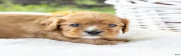 Cavalier King Charles Spaniel dogs for sale: Chewy - Ad 7
