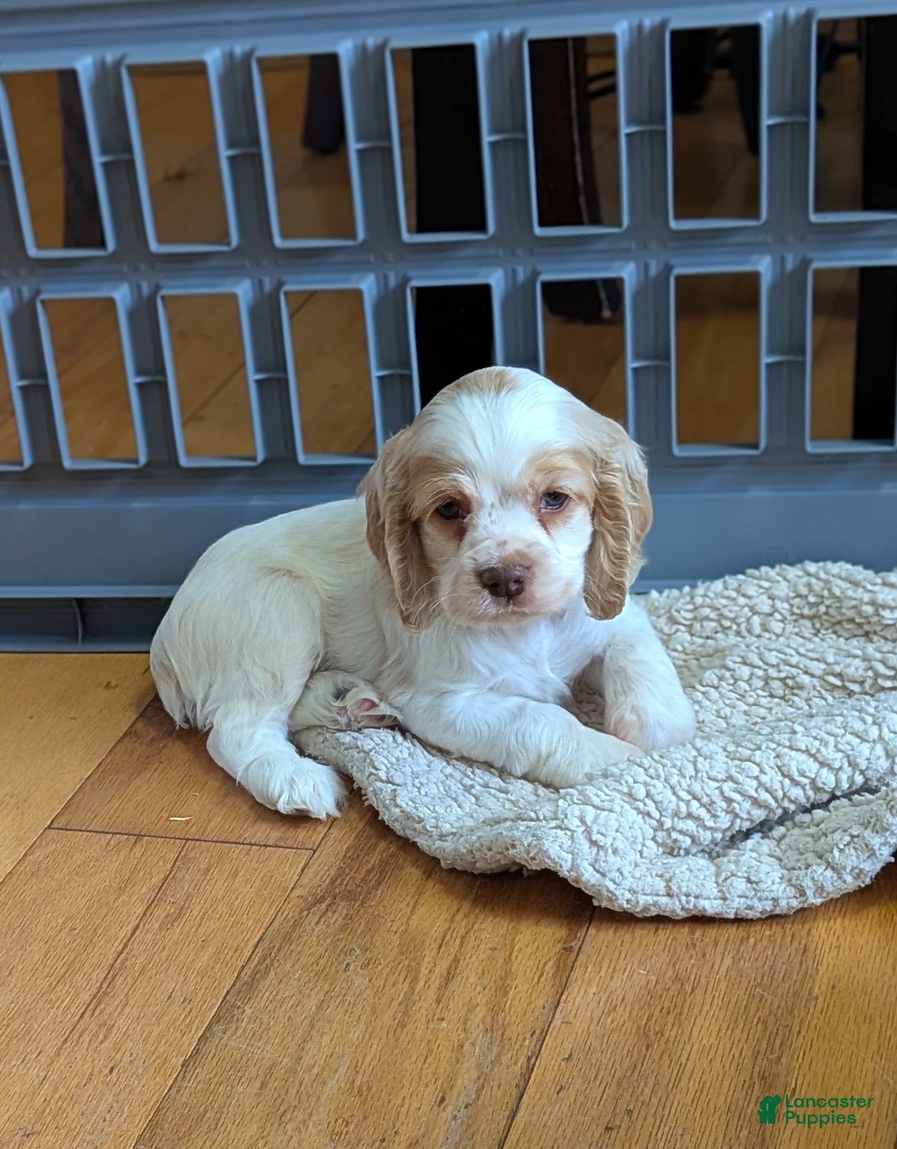 Cocker Spaniel dogs Zane - Ad 1